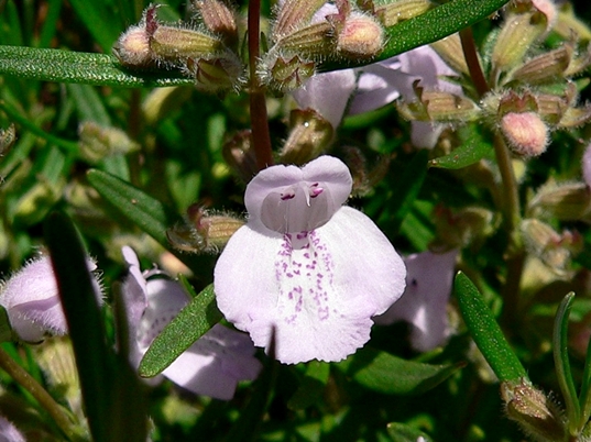 {Conradina verticillata}